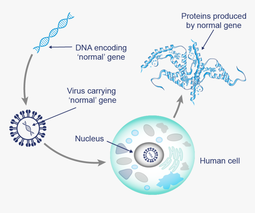 Despite The Viruses Being Specifically Programmed - Circle, HD Png Download