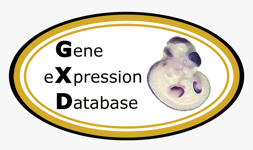 Gxd Logo - Mouse Embryo Section Anatomy, HD Png Download