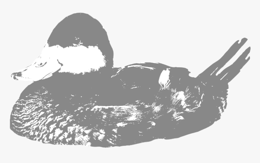 Ruddy - Mallard, HD Png Download