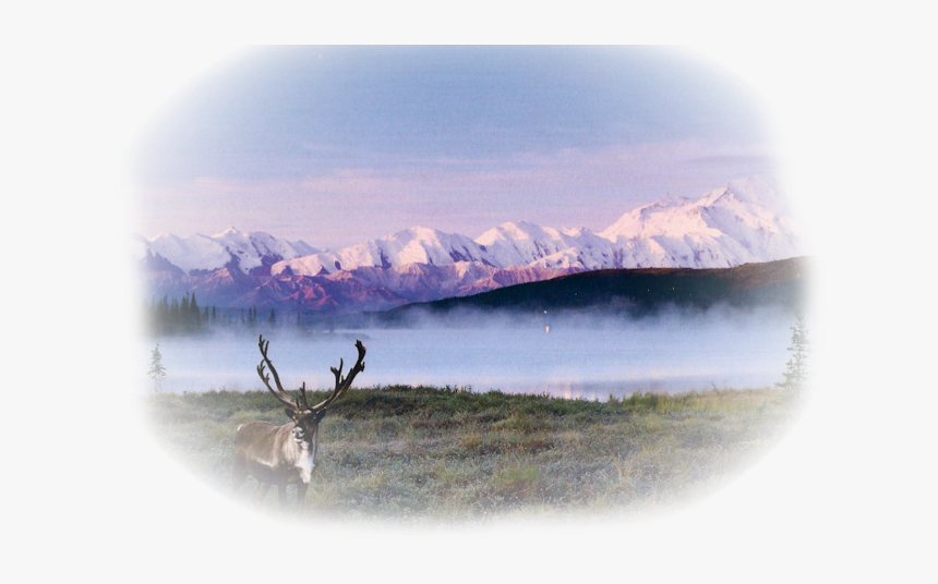 Caribou Background, HD Png Download