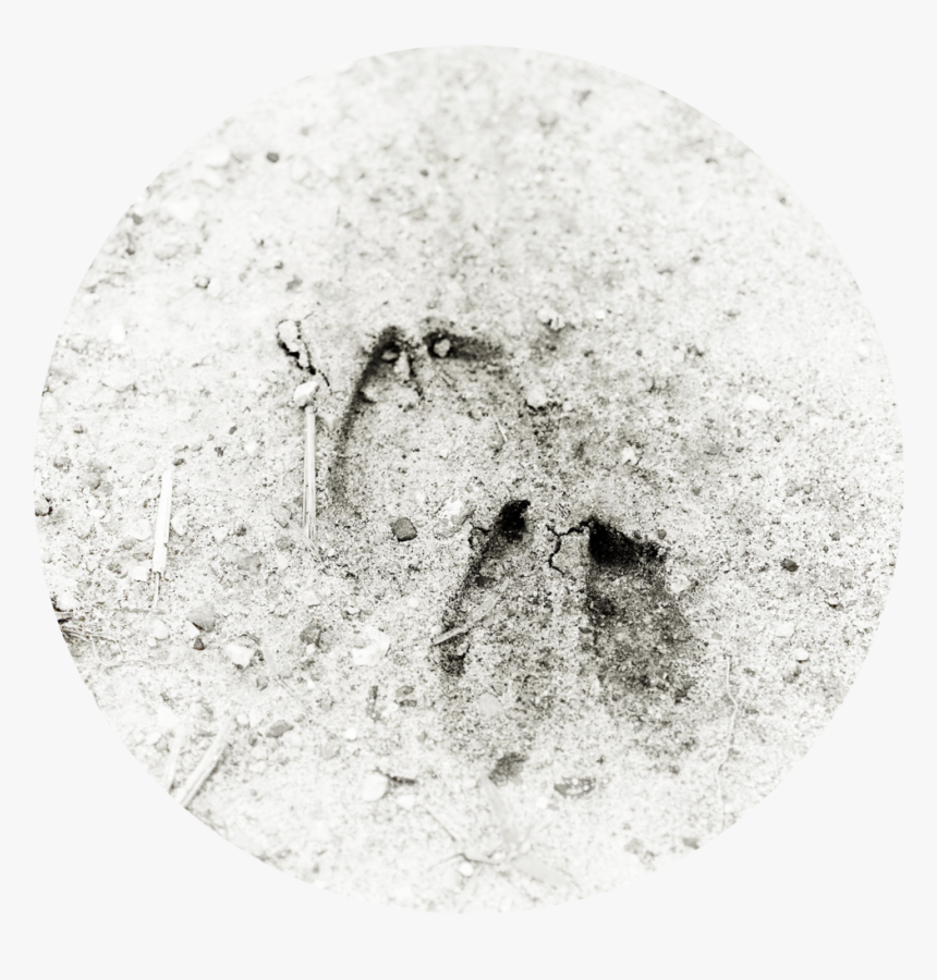 Deertracks - Circle, HD Png Download