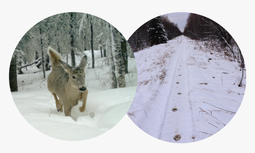 Picture - Snow, HD Png Download