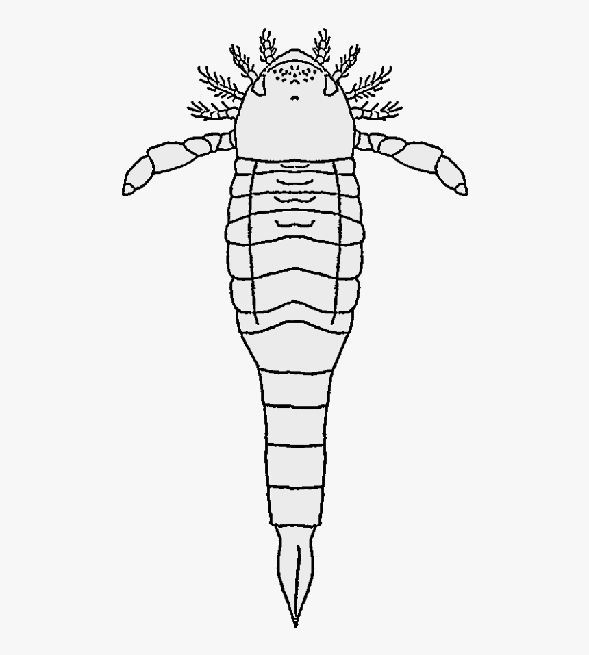 File - Waeringopteridae - Moselopteroidea, HD Png Download