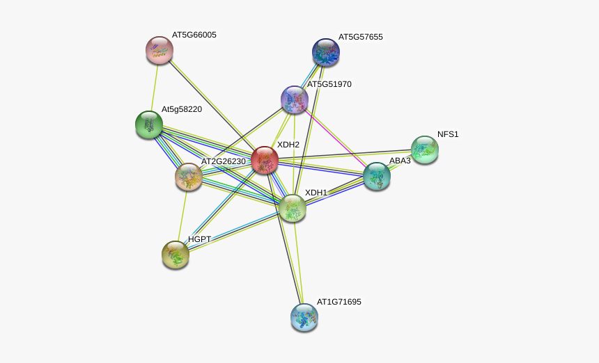 Xdh2 Protein - Circle, HD Png Download