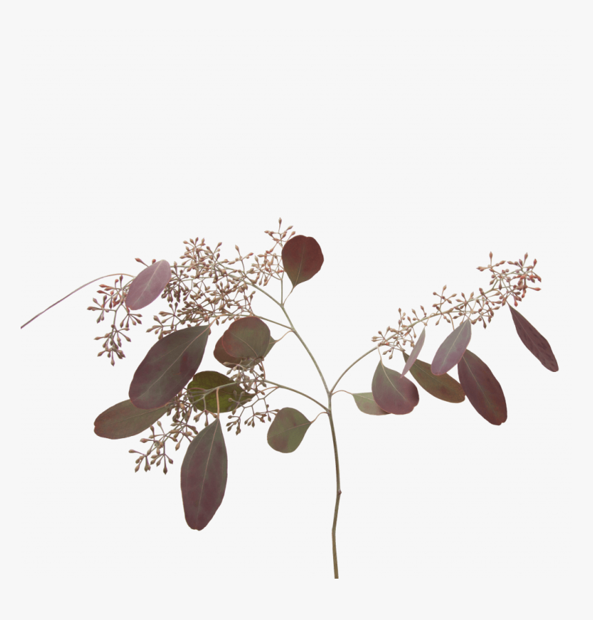 Eucaluyptus Populus Painted Red With Berries - Flores Tonos Grises Png, Transparent Png