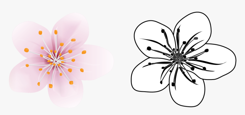 Cherry Blossom Vector Illustration - Windflower, HD Png Download