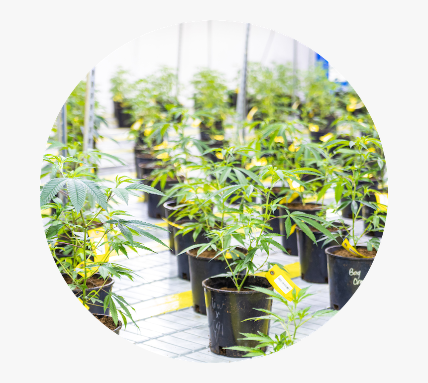 Houseplant, HD Png Download