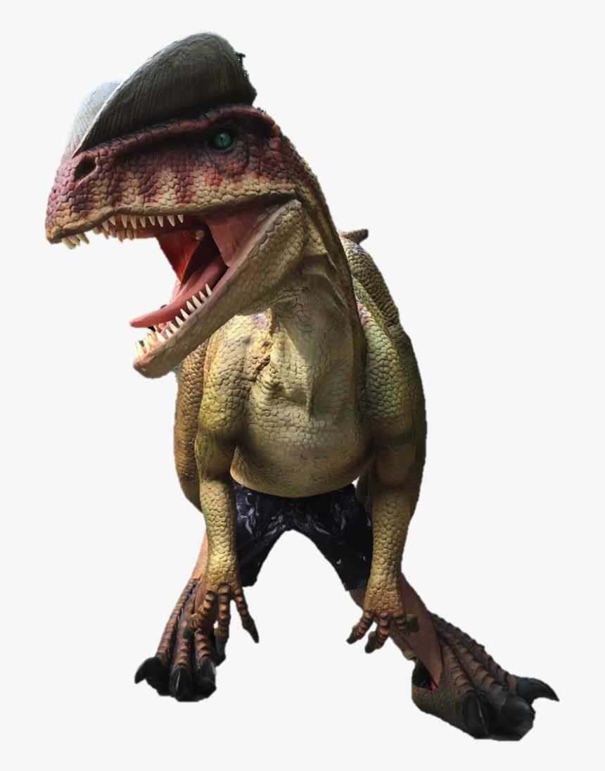 Tyrannosaurus, HD Png Download