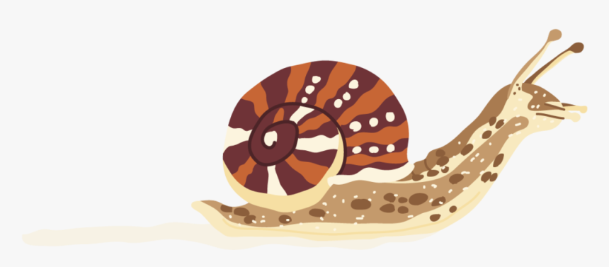 Snail - Chambered Nautilus, HD Png Download
