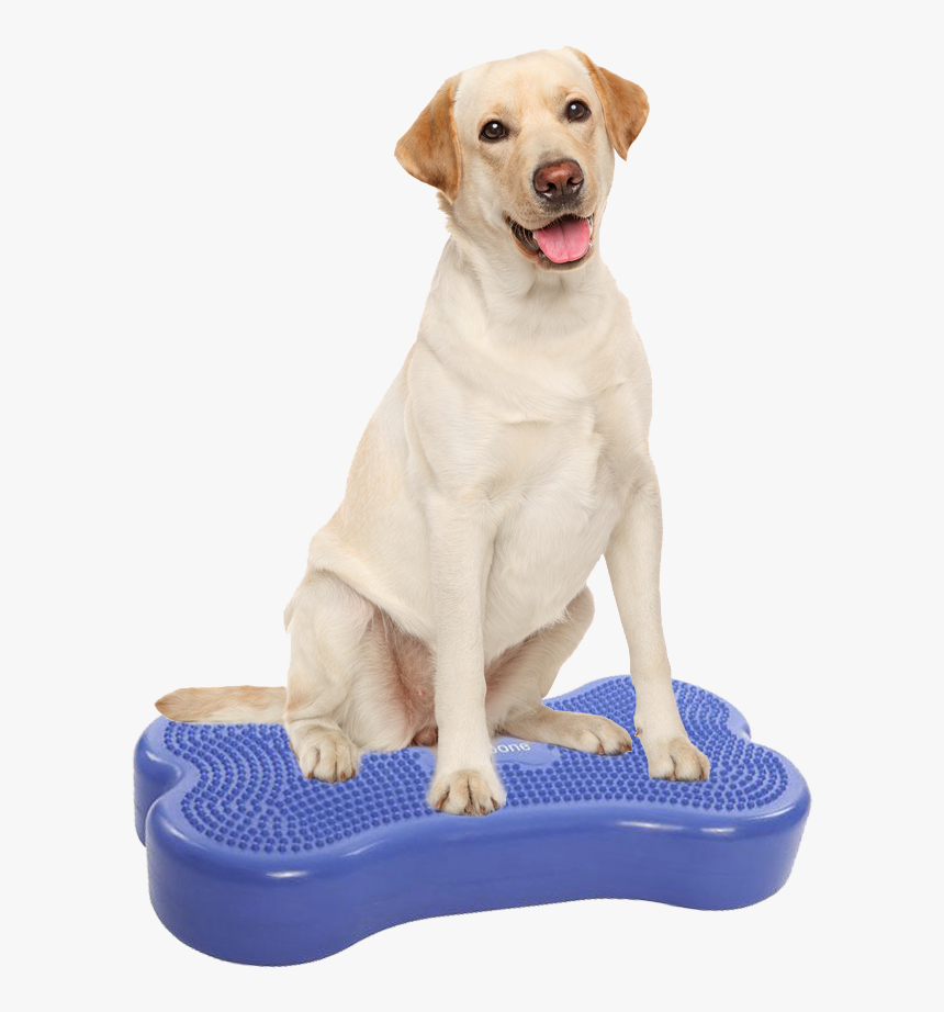 Labrador Price In Varanasi, HD Png Download , Transparent Png Image