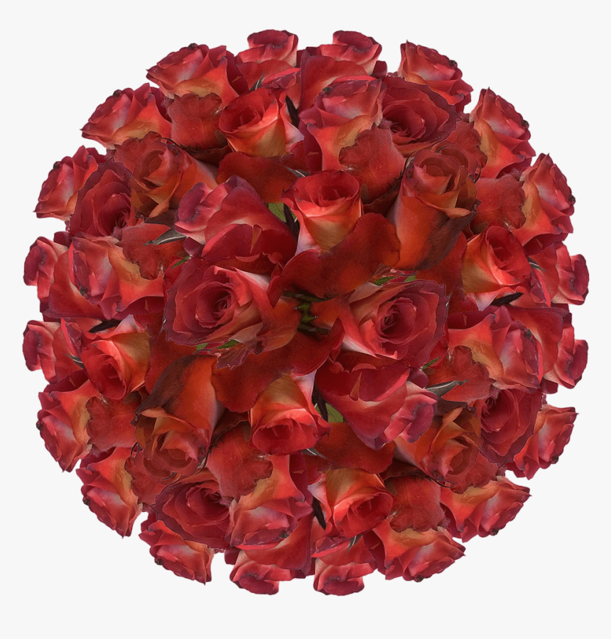 100 Brown Cream Leonidas Roses Best Online Deal On - Cancer Cell Transparent Background, HD Png Download