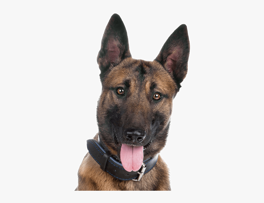 Malinois Dog German Shepherd, HD Png Download
