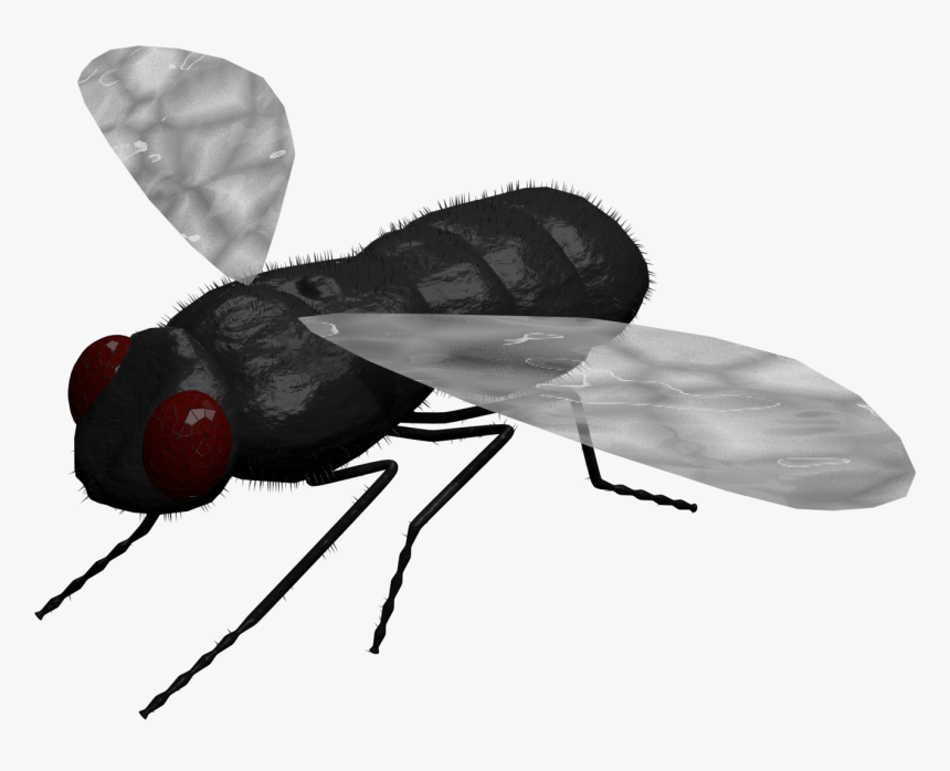Net-winged Insects, HD Png Download