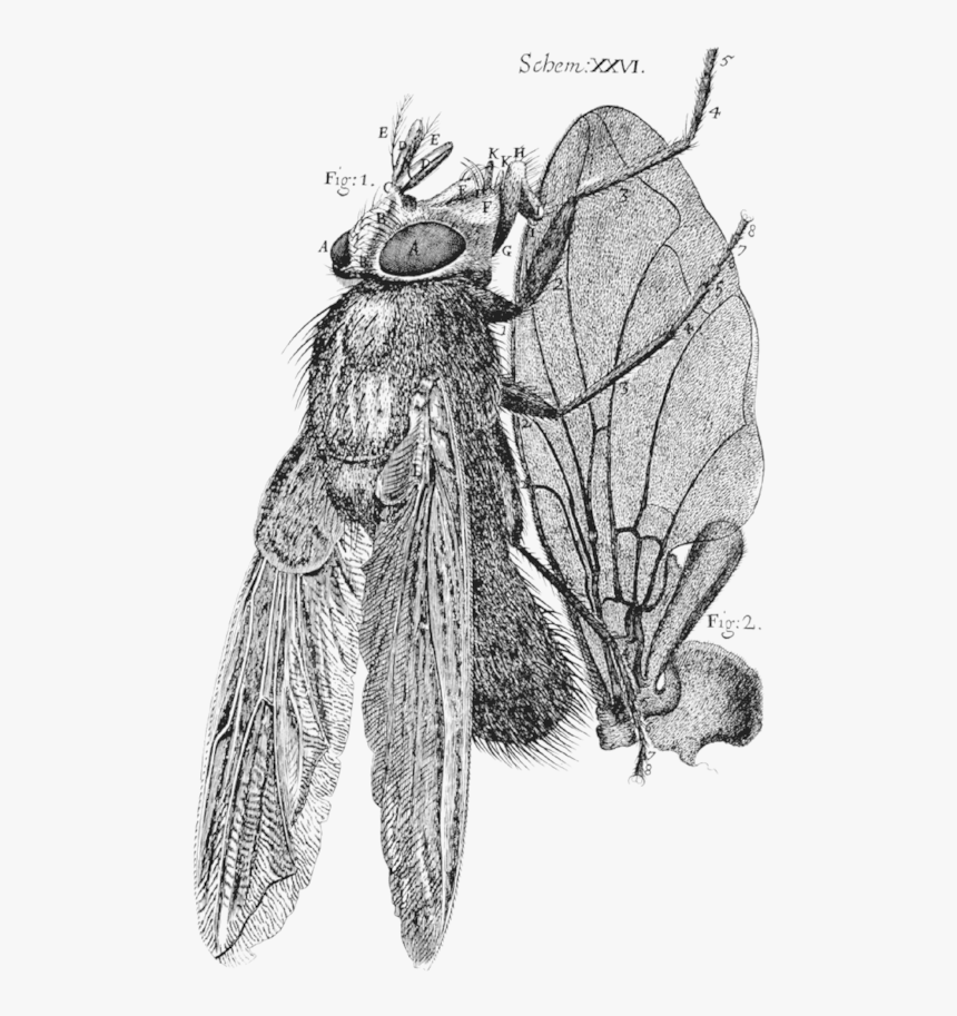 Robert Hooke Micrographia Fly, HD Png Download