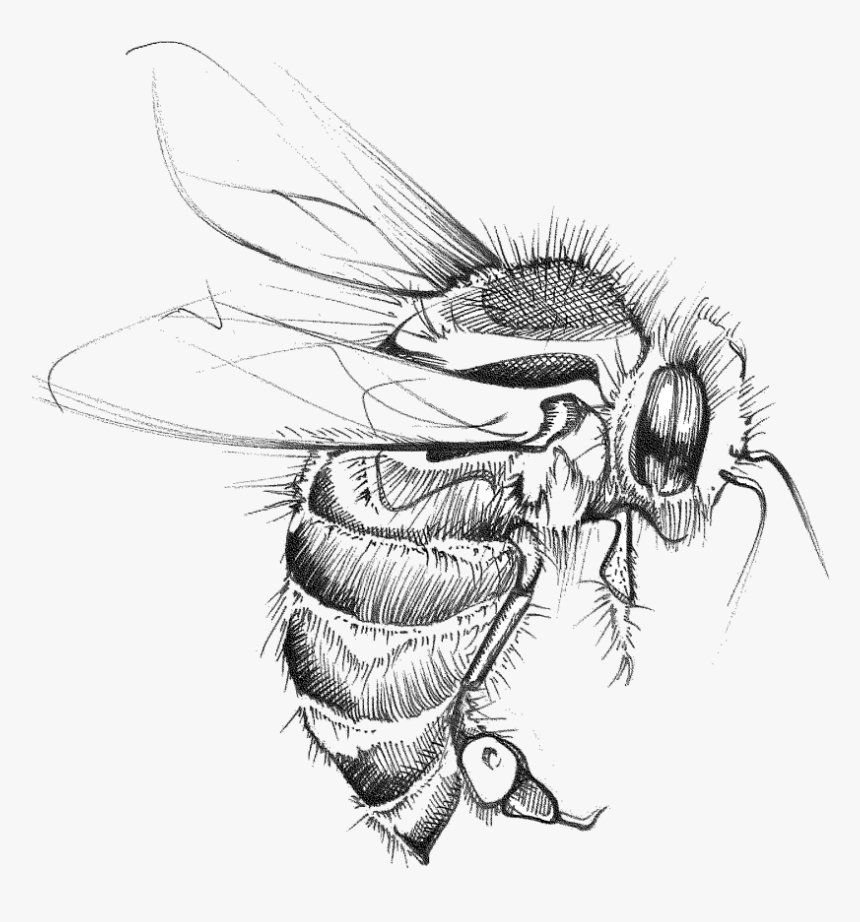 Bumble - Net-winged Insects, HD Png Download