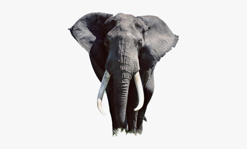 Thumb Image - High Resolution Elephant, HD Png Download