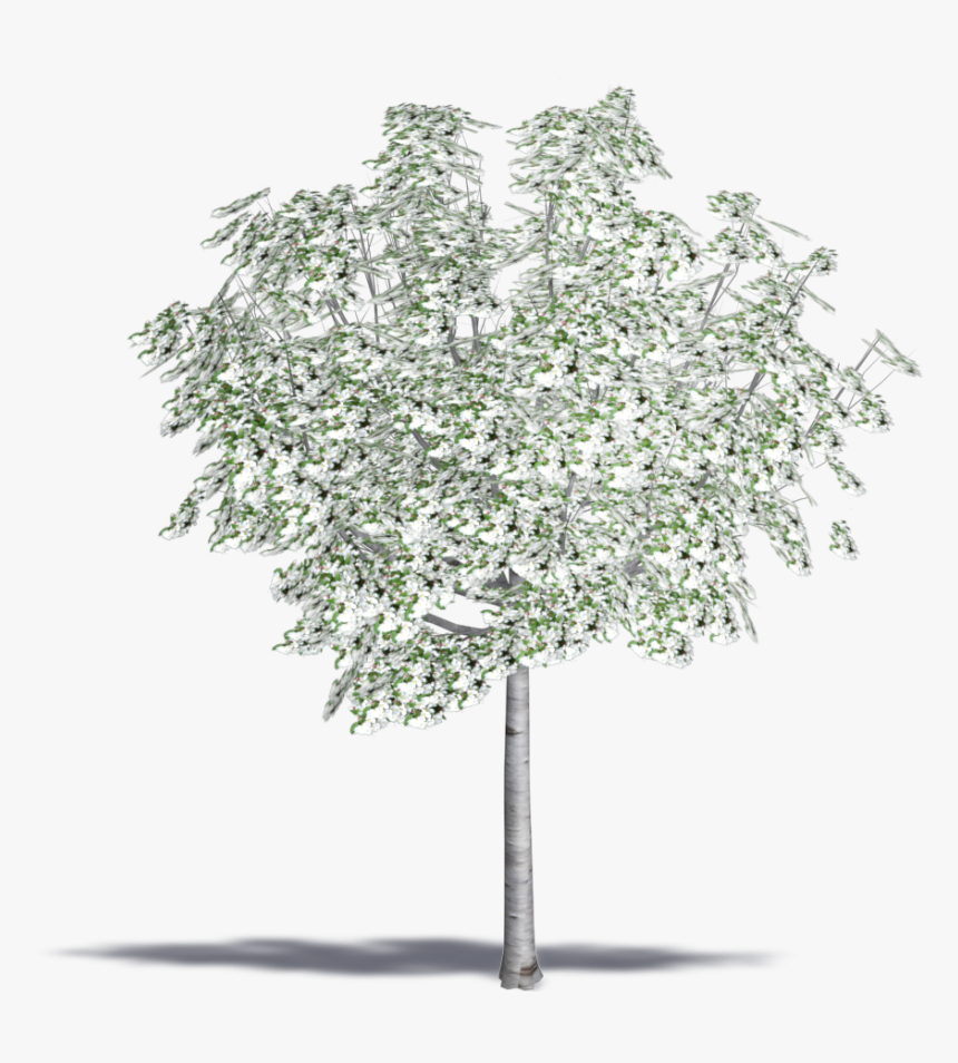 Crab Apple Tree Png, Transparent Png