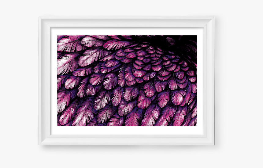 Image Of Pink / Blue Feathers - Picture Frame, HD Png Download