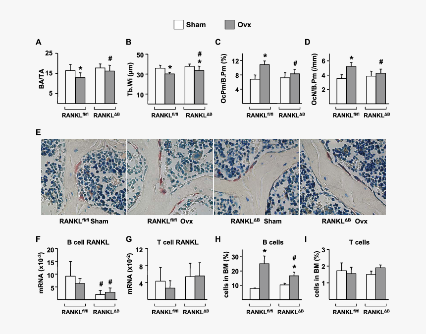 Diagram, HD Png Download