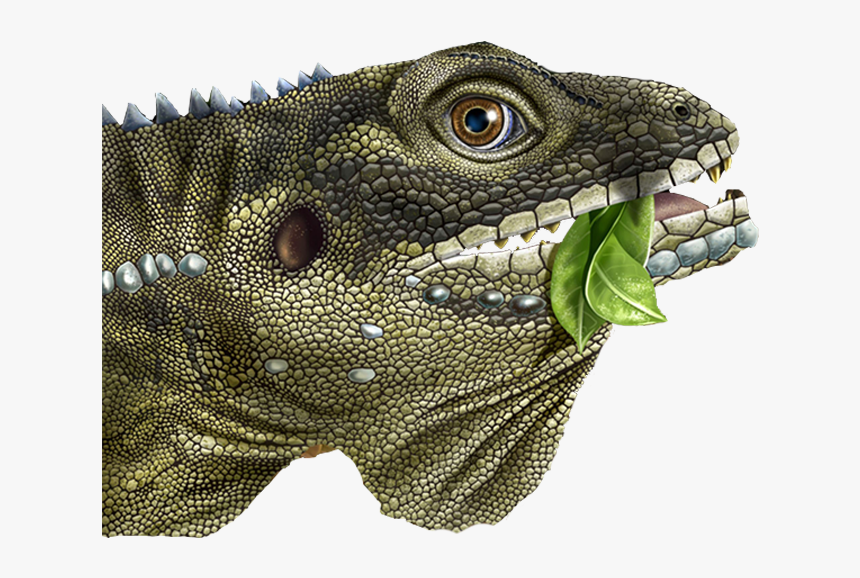 Green Iguana, HD Png Download