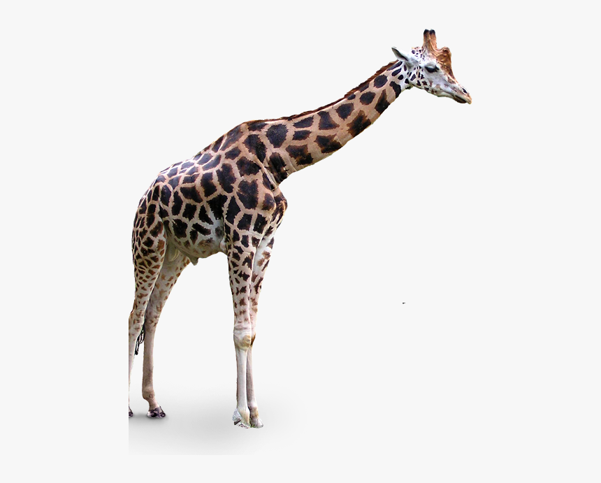 Portable Network Graphics Clip Art Transparency Northern - Transparent Background Transparent Giraffe, HD Png Download