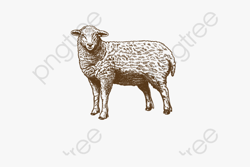 Transparent Sheep Clip Art - Sheep Illustration Png, Png Download