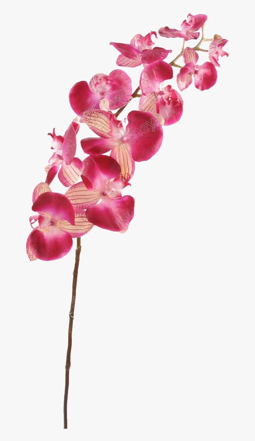 Orchid Transparent Cartoon - Orchid Stems Png, Png Download