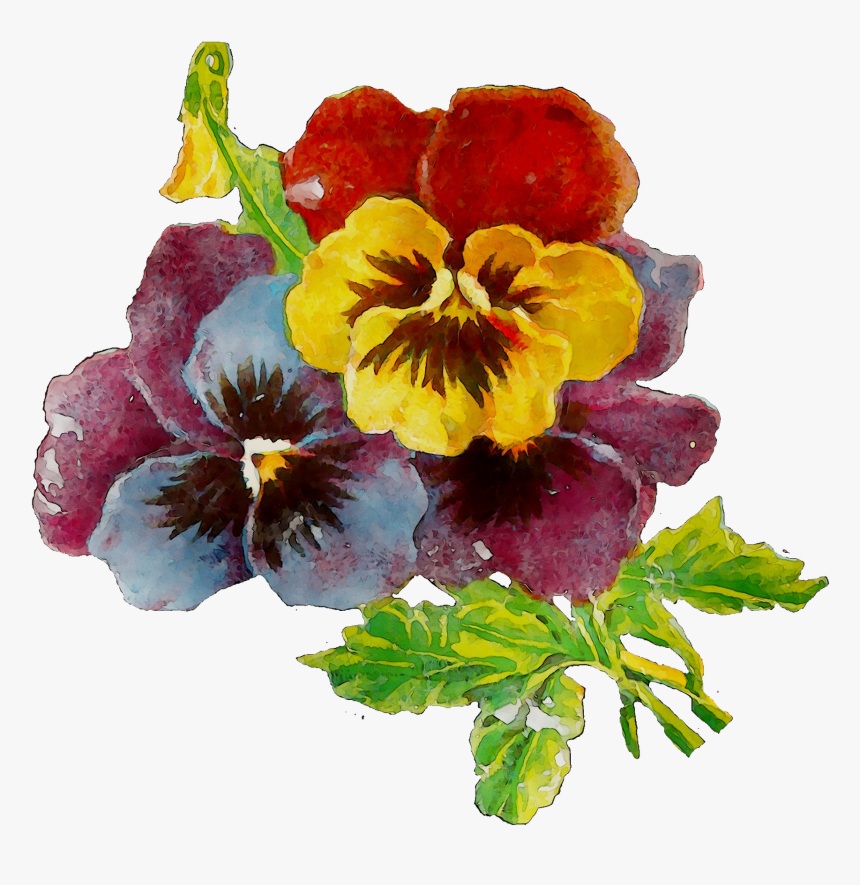 Transparent Pansy Clipart - Pansy, HD Png Download