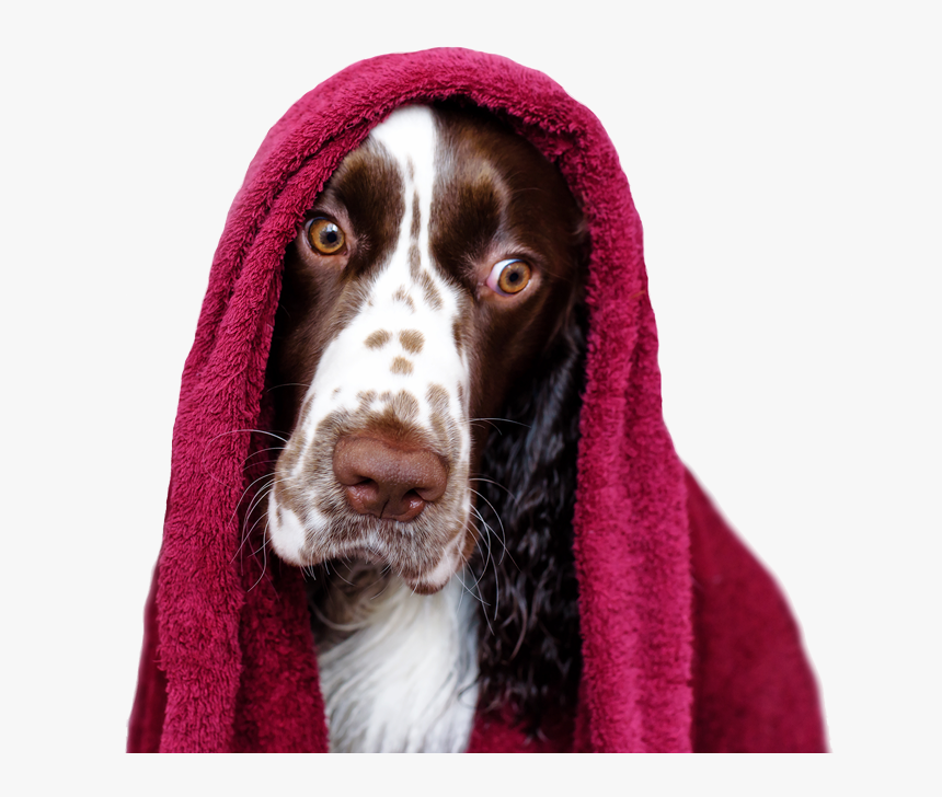 Pet Bath And Spa - Cocker Spaniel, HD Png Download