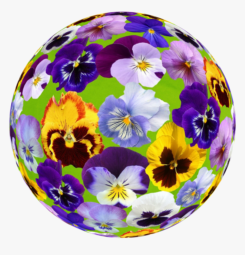 Spring Pansy Blossom Free Photo - Pansy, HD Png Download