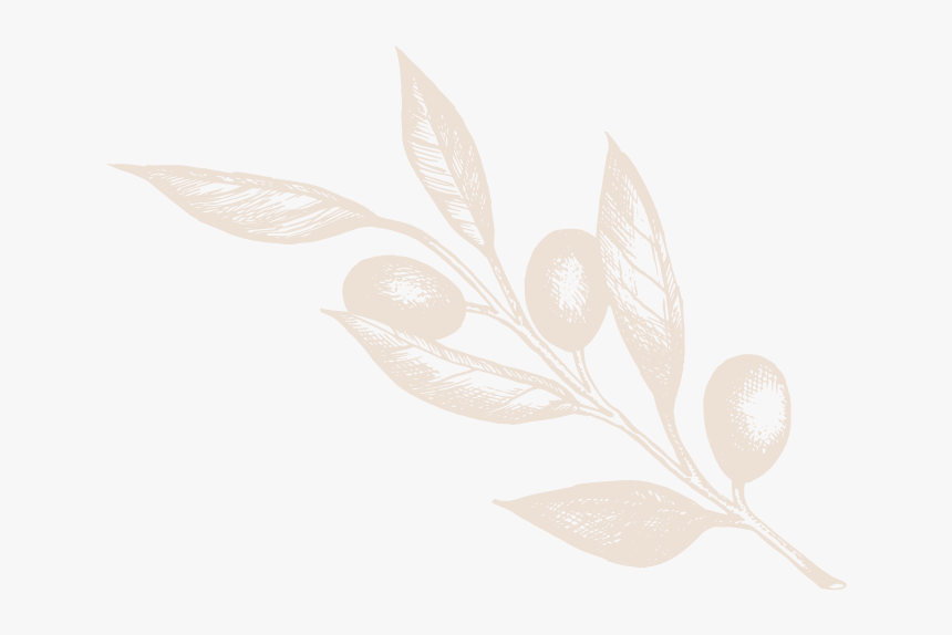 Olive Branches Png, Transparent Png