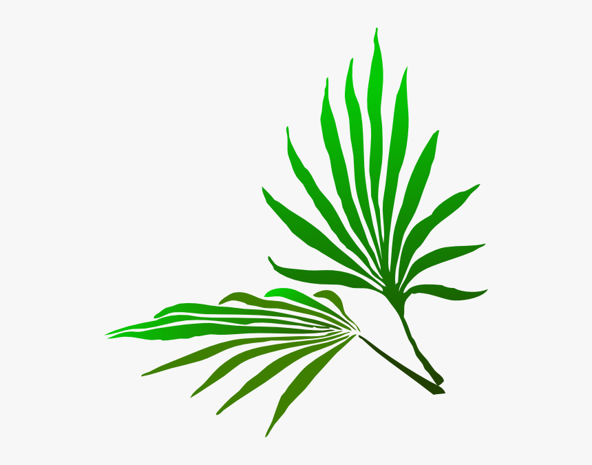 Palm Trees, HD Png Download