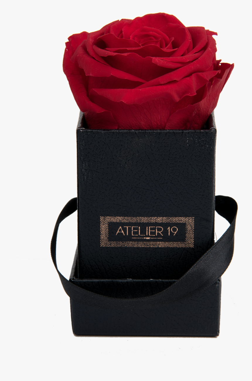 Garden Roses, HD Png Download