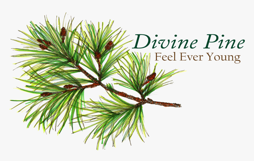 Two Needle Pinyon Pine, HD Png Download