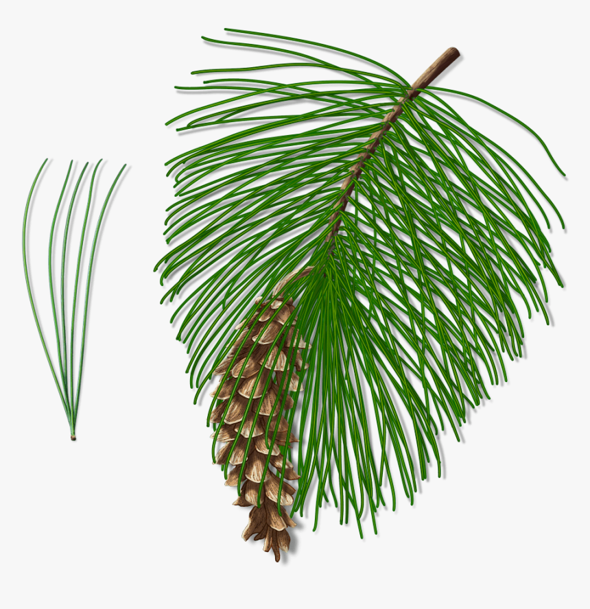 Pond Pine, HD Png Download