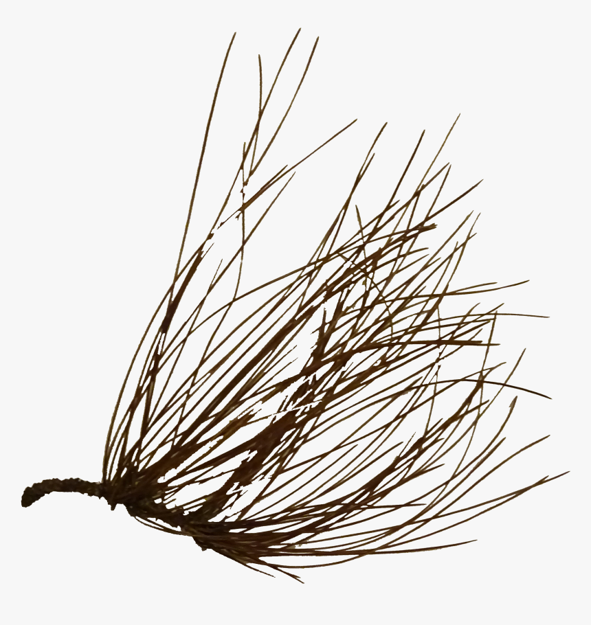 Close-up, HD Png Download