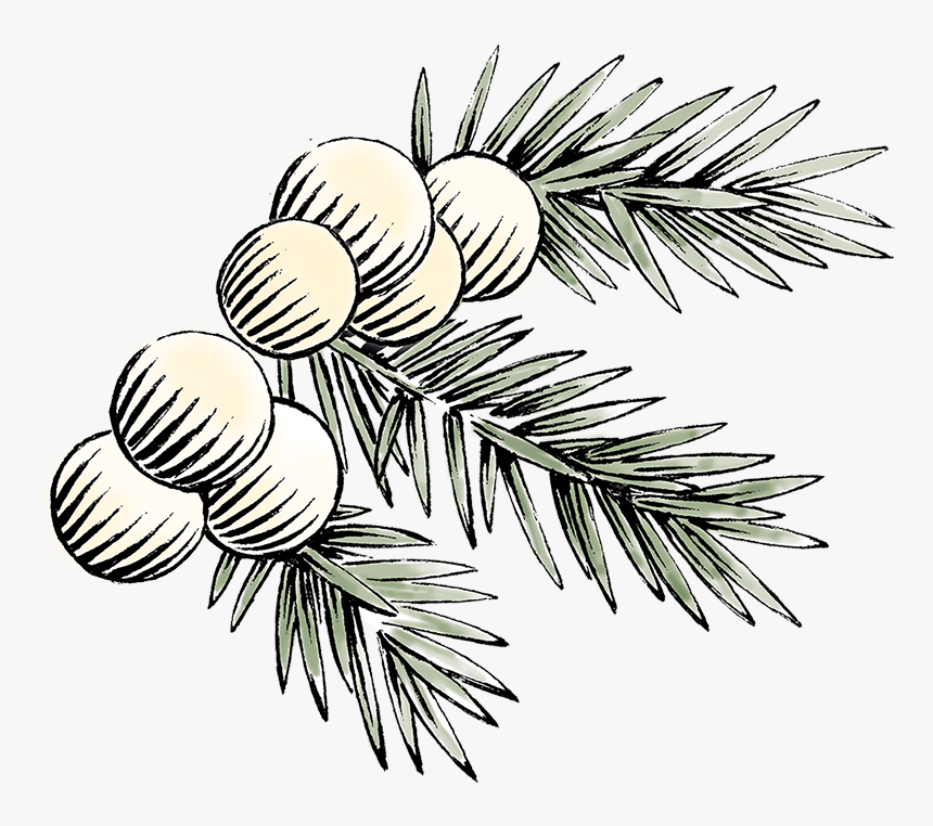 Darnleys Gin Botanicals Juniper - Pond Pine, HD Png Download