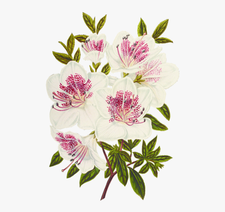 Flower, HD Png Download