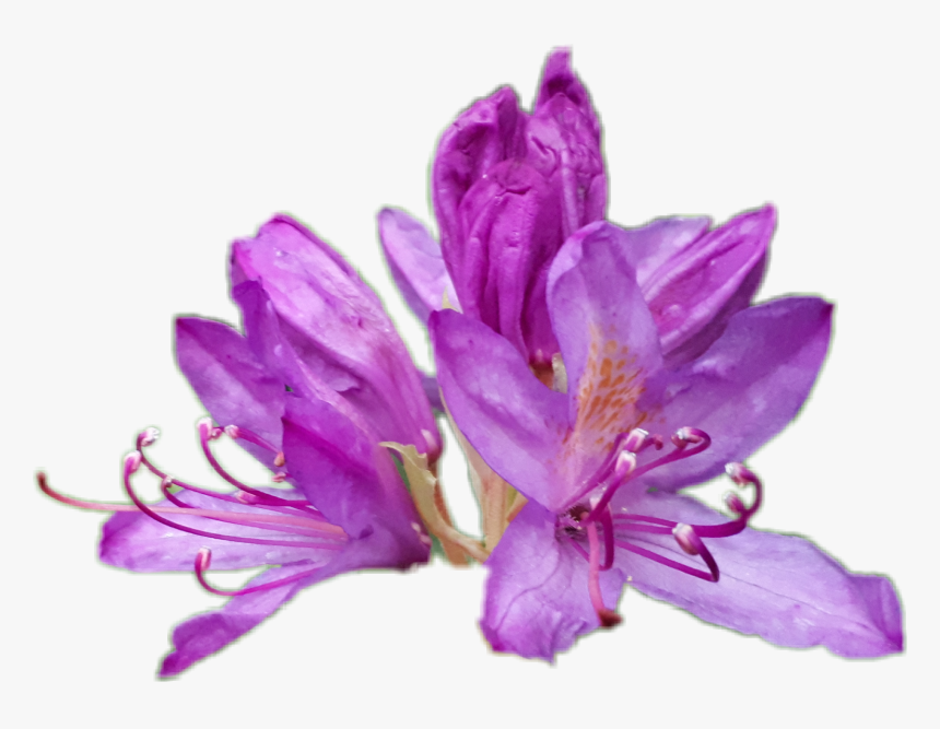 #rhododendron - Lily, HD Png Download