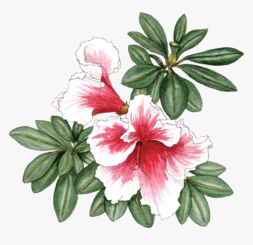 Illustration By Helen Krayenhoff - Azalea, HD Png Download