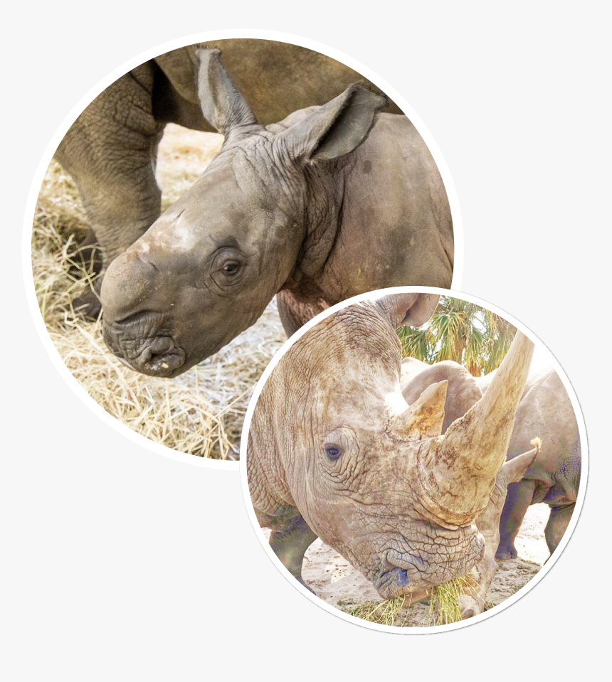 Cinco De Rhino - Black Rhinoceros, HD Png Download