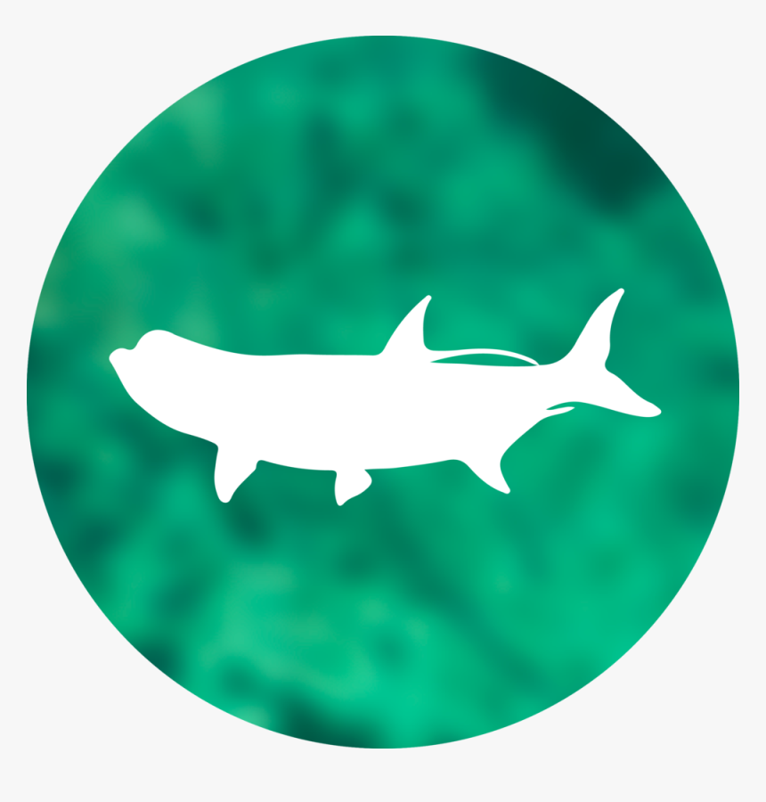 Tarpon-circle - Shark, HD Png Download
