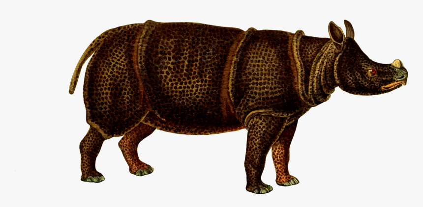 Snout,wildlife,indian Rhinoceros - Rhinoceros, HD Png Download
