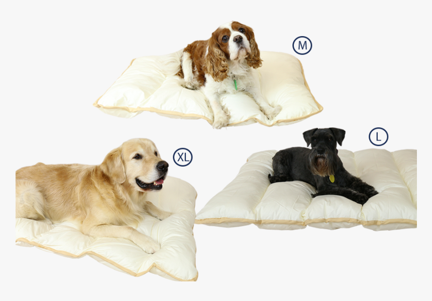 Ellis Fibre Pet Bed Sizes - King Charles Spaniel, HD Png Download