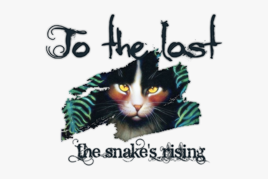 Domestic Short-haired Cat, HD Png Download