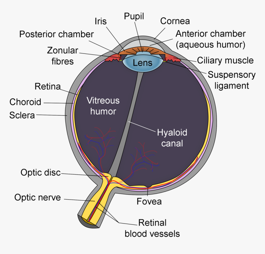 Schematic Diagram Of The Human Eye, HD Png Download