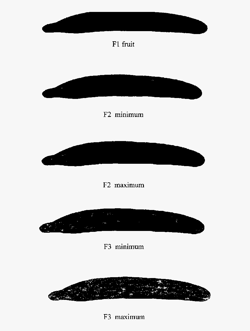 Calligraphy, HD Png Download