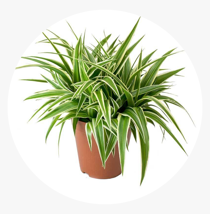 Chloropythum Comosum - Spider Plant Terracotta Pot, HD Png Download