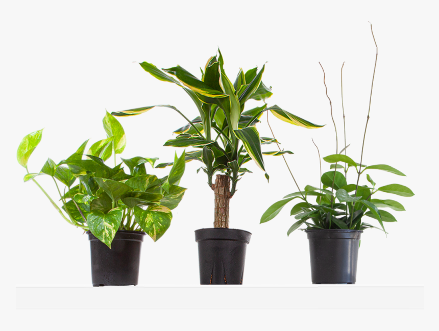 Dracaena, HD Png Download
