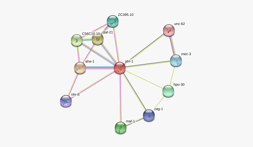 Ahr-1 Protein - Circle, HD Png Download